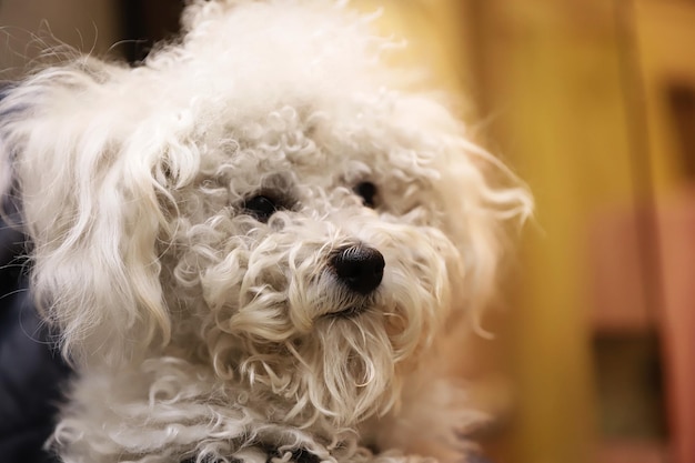 Foto ritratto di un cane da vicino