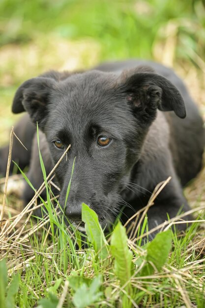 Foto ritratto di un cane da vicino