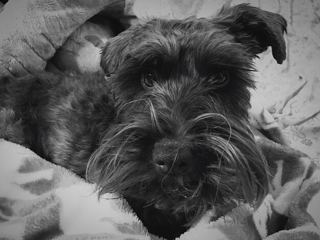 Close-up portrait of dog