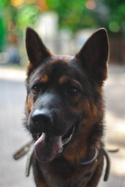 Foto ritratto di un cane da vicino