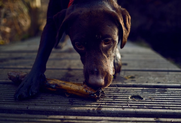 Foto ritratto di un cane da vicino