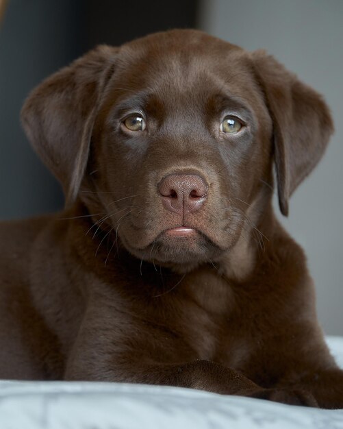 Close-up portrait of dog