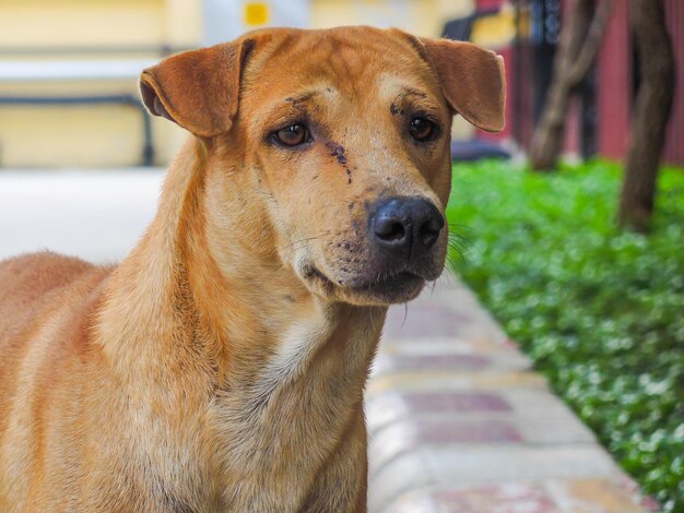 Close-up portrait of dog