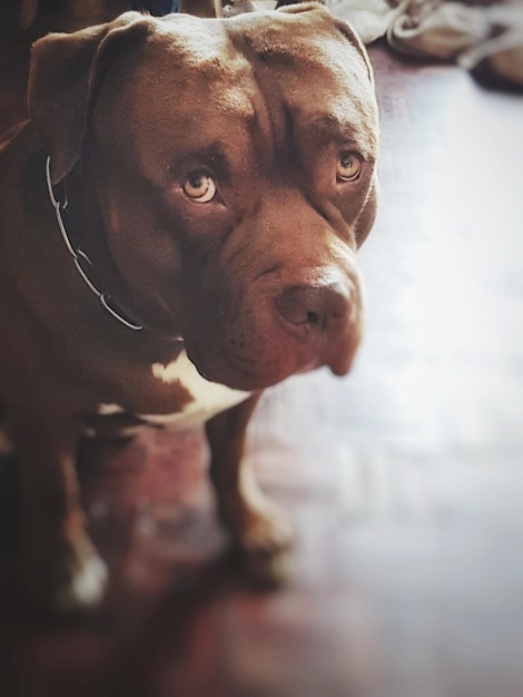 Photo close-up portrait of a dog