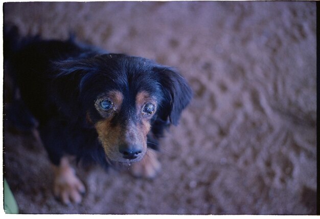 Photo close-up portrait of dog