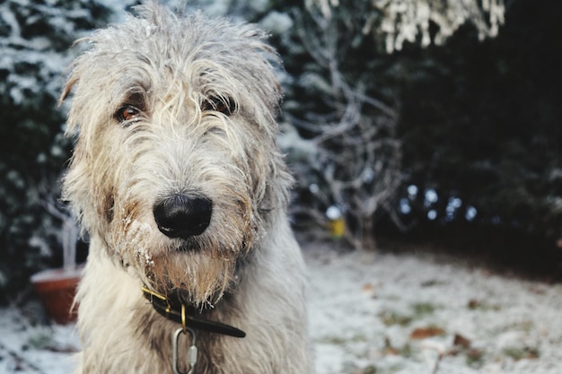 Foto ritratto di un cane da vicino