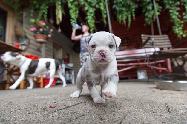 Foto ritratto di un cane da vicino