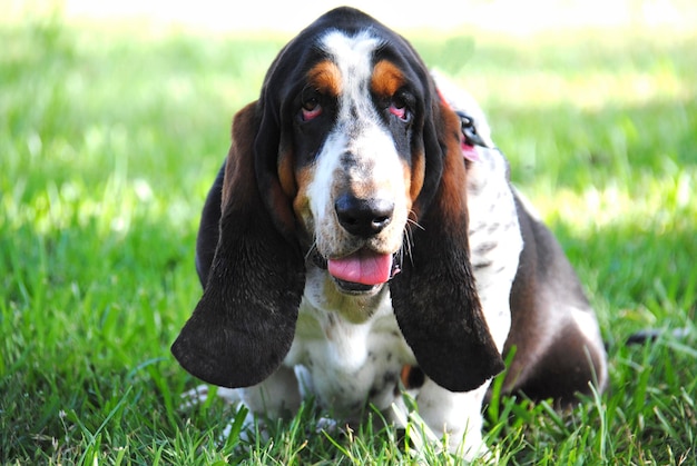 Close-up portrait of a dog