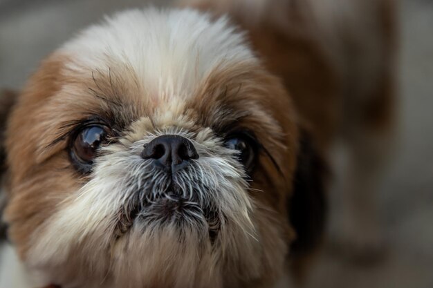 Foto ritratto di un cane da vicino