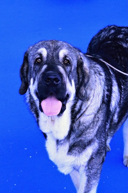 Close-up portrait of a dog