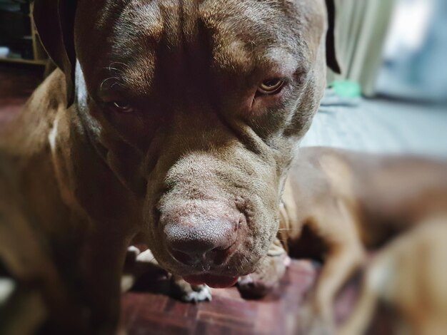 Photo close-up portrait of a dog