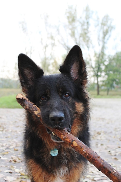 Foto ritratto di un cane da vicino