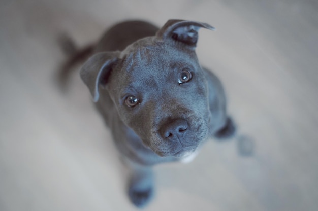 Photo close-up portrait of dog