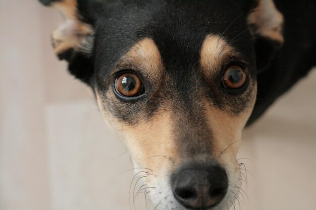 Close-up portrait of dog