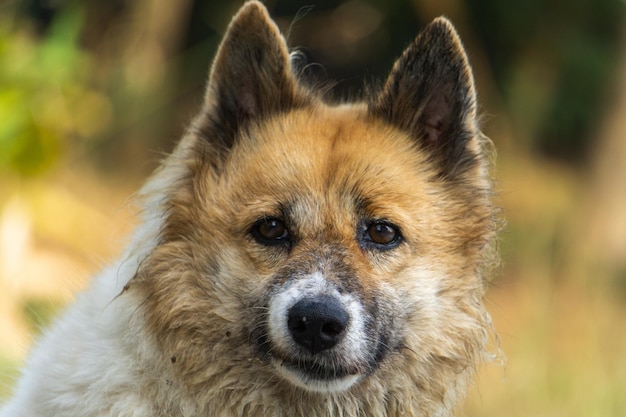 close-up portrait of dog