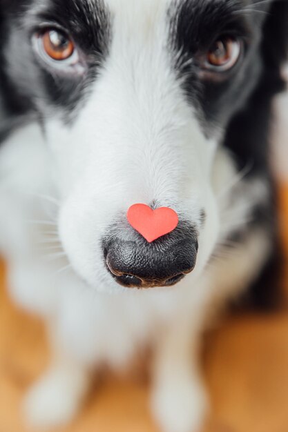 Photo close-up portrait of dog