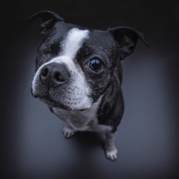 犬のクローズアップポートレート