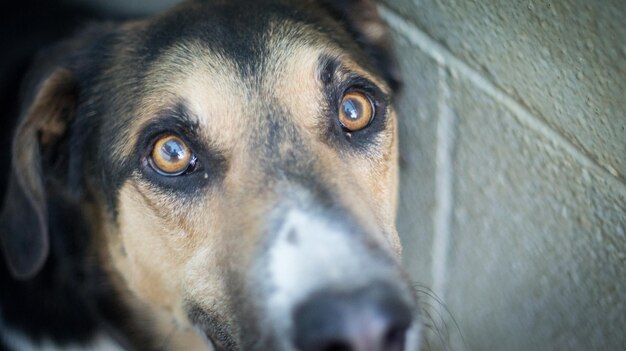 Photo close-up portrait of dog