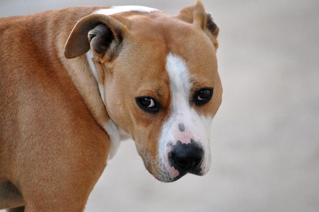 Foto ritratto di un cane da vicino