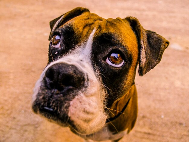 Photo close-up portrait of dog