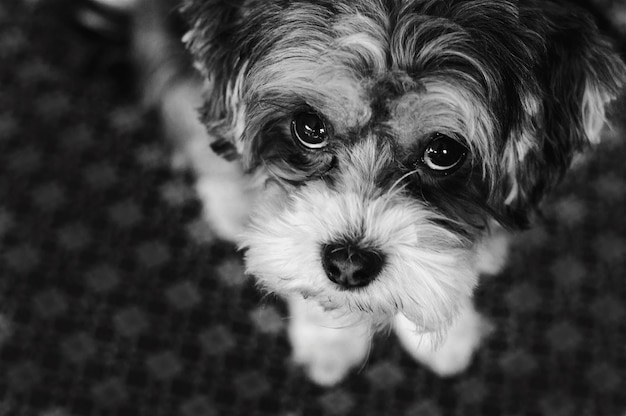 犬のクローズアップポートレート