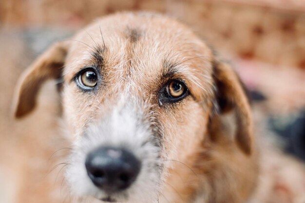 Foto ritratto di un cane da vicino