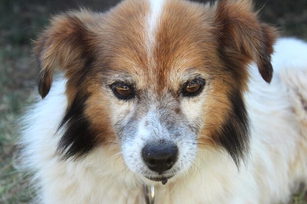 Foto ritratto di un cane da vicino