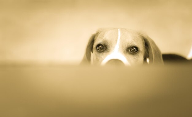 Foto ritratto di un cane da vicino