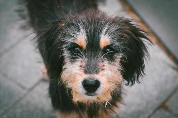 犬のクローズアップポートレート