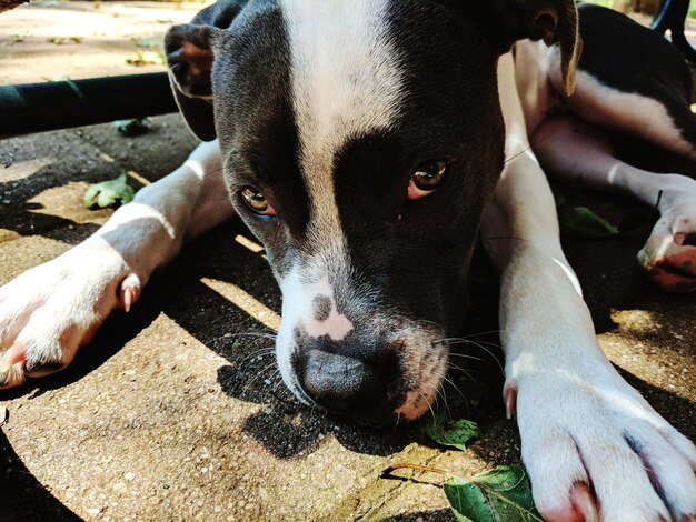 Photo close-up portrait of a dog