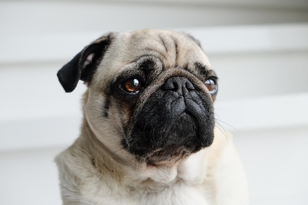 Close-up portrait of dog