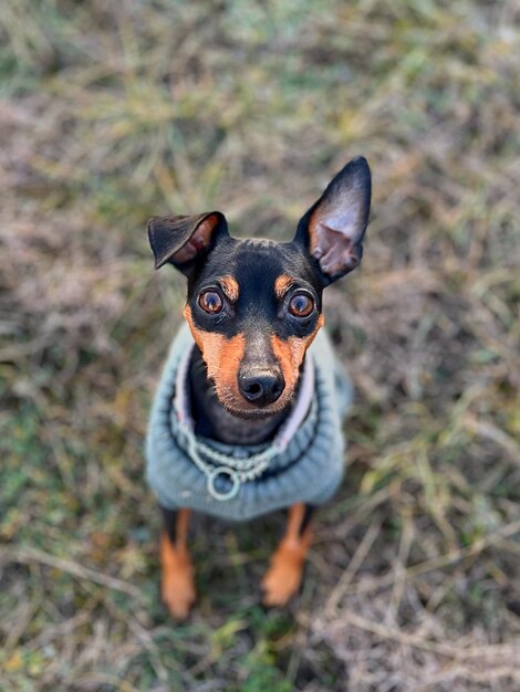 Foto ritratto di un cane da vicino