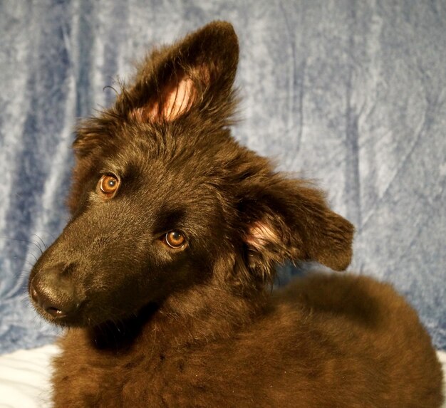 Foto ritratto di un cane da vicino