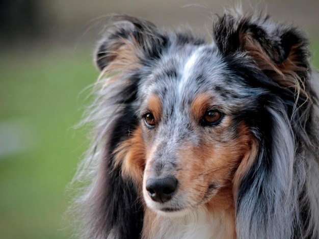 Foto ritratto di un cane da vicino