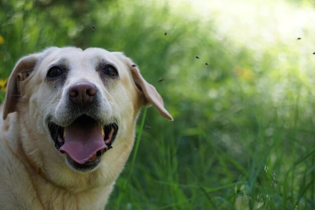 Foto ritratto di un cane da vicino