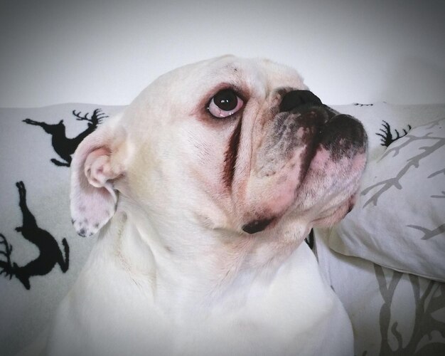 Close-up portrait of a dog