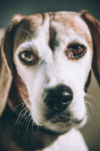 Foto ritratto di un cane da vicino