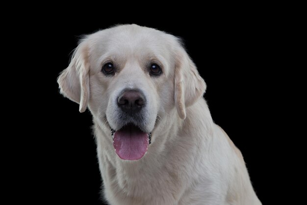 Foto ritratto di un cane da vicino