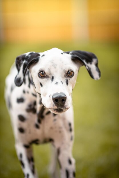 Foto ritratto di un cane da vicino