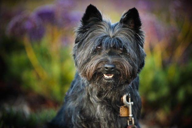 Foto ritratto di un cane da vicino