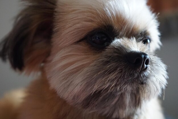 Photo close-up portrait of dog