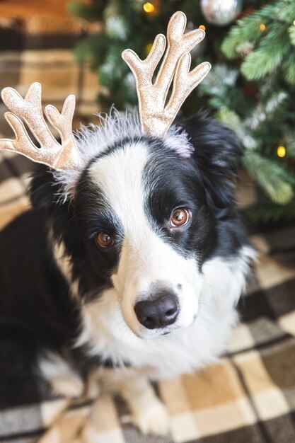 Foto ritratto di un cane da vicino