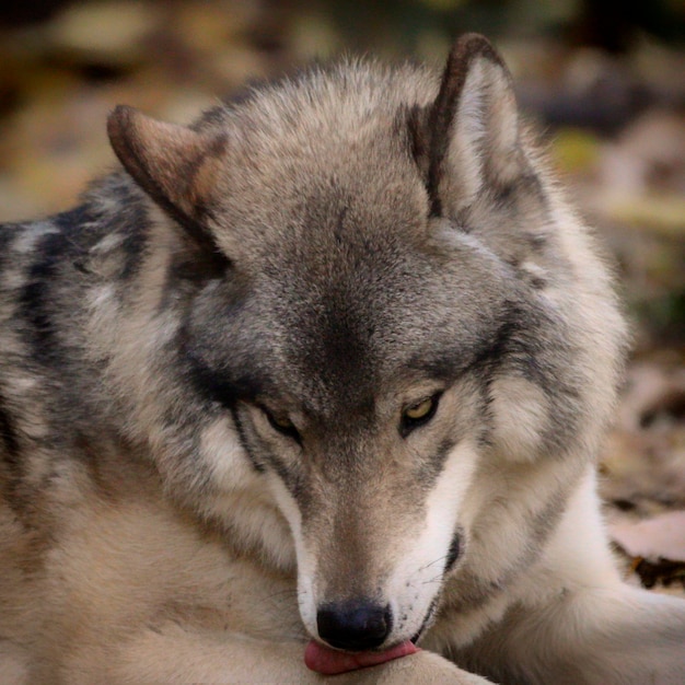 Foto ritratto di un cane da vicino