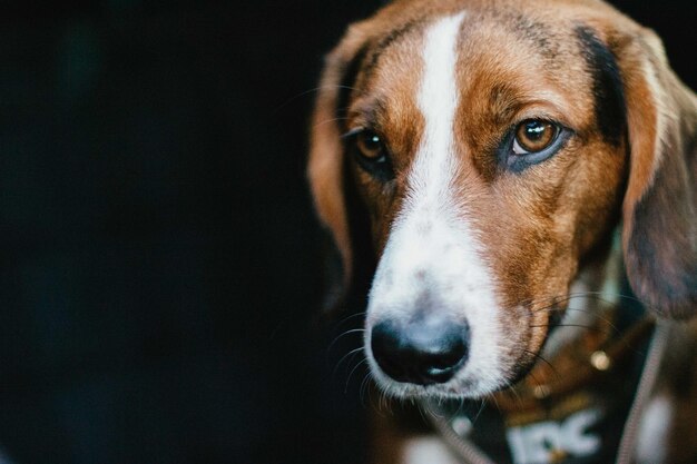 Photo close-up portrait of dog