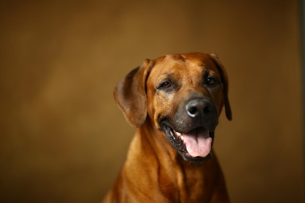 Close-up portrait of a dog