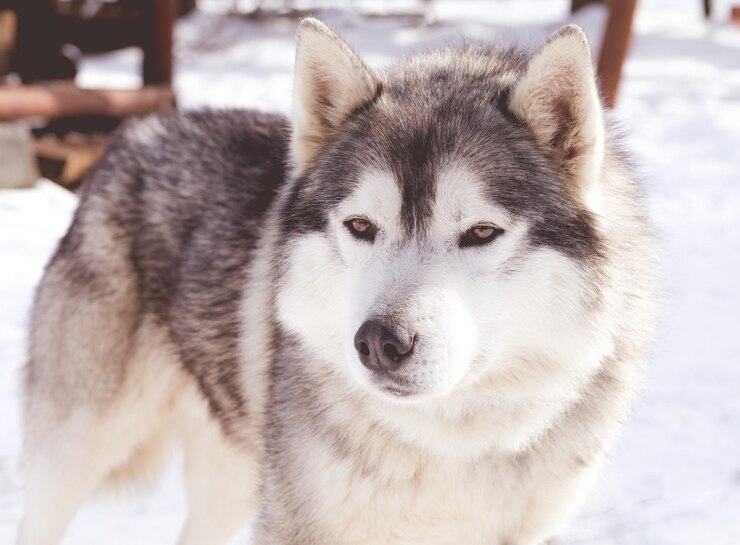 Photo close-up portrait of dog