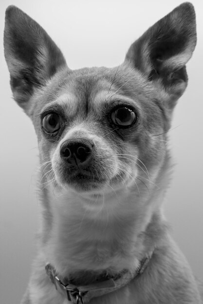 Foto ritratto di un cane da vicino