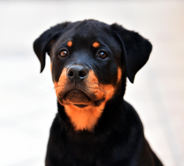 Photo close-up portrait of dog