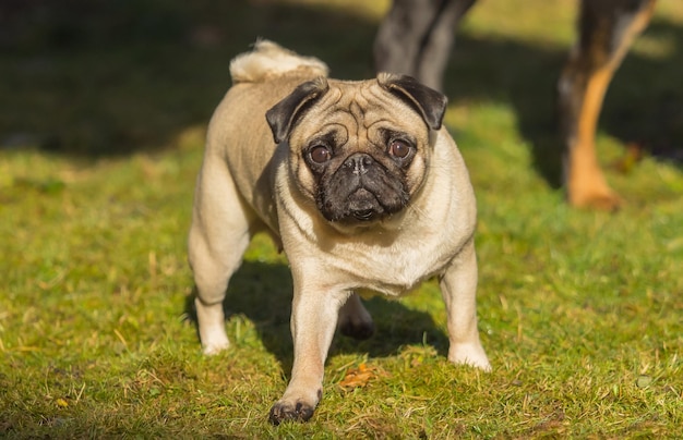 Ritratto di un cane in primo piano