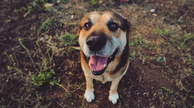犬のクローズアップ肖像画